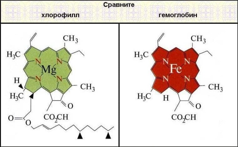 la estructura de las moléculas de clorofila y hemoglobina