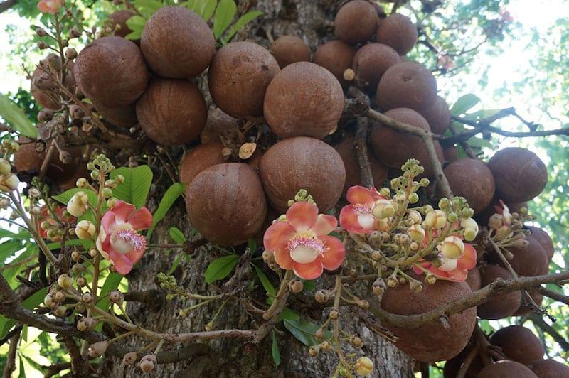 noix du brésil et fleurs