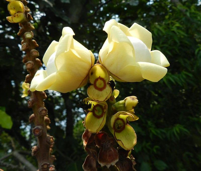 fleurs jaunes de bertoleta