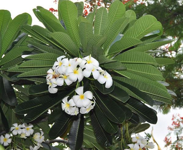 cuidado de plumeria