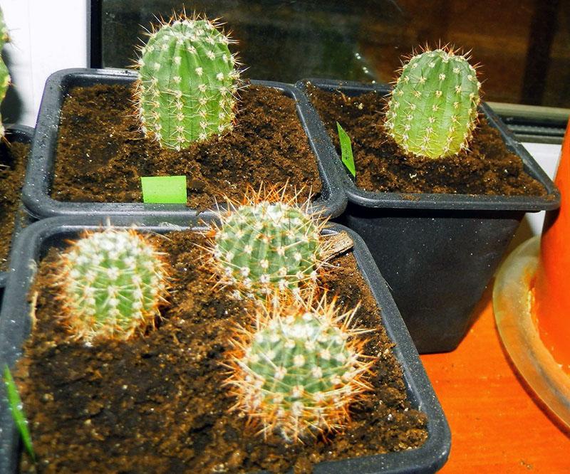 cactus en croissance