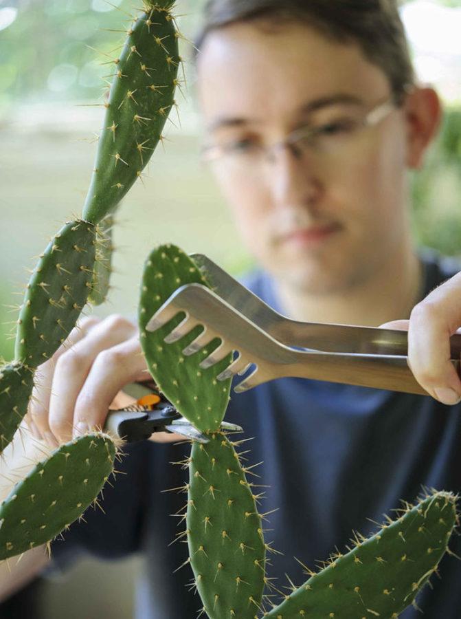 multiplication végétative de cactus par bouturage