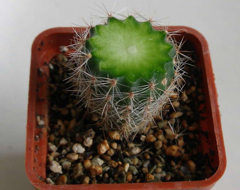 couper le haut d'un cactus