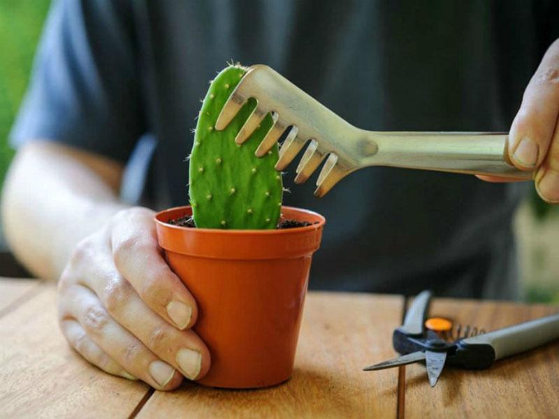 planter des boutures