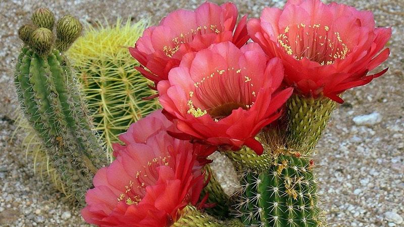 comment propager votre cactus préféré