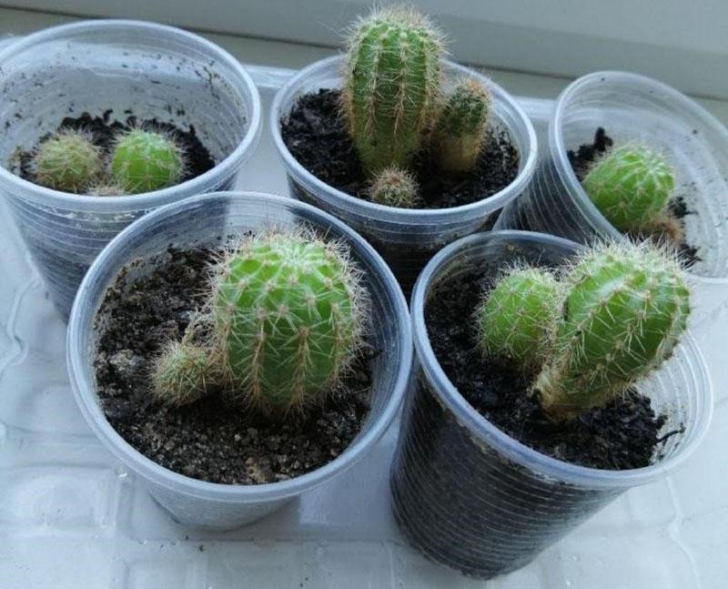 propagation végétative de cactus par les enfants