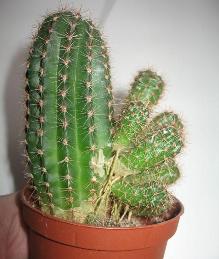 bébés cactus pour la reproduction