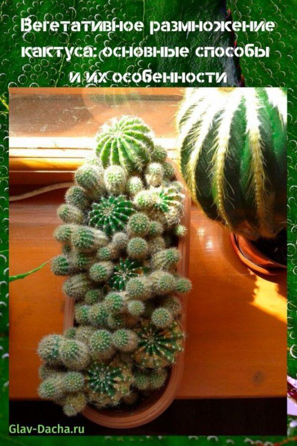 multiplication végétative du cactus