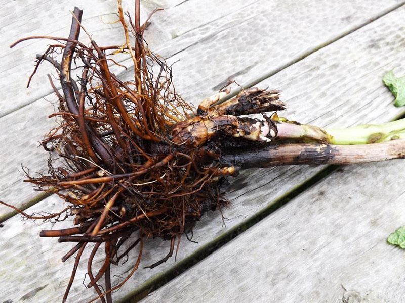 reproduction d'actée à grappes noires en divisant le buisson