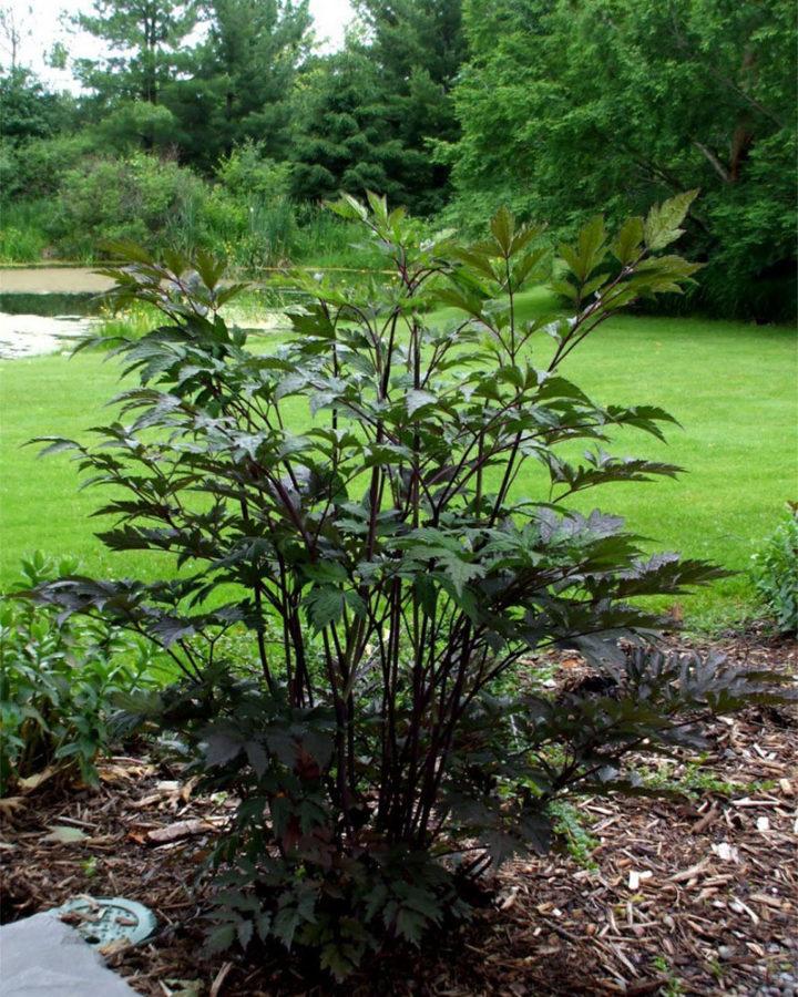 gros buisson d'actée à grappes noires