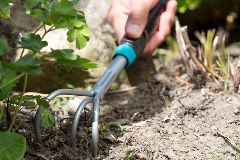 prendre soin de l'actée à grappes noires dans le jardin