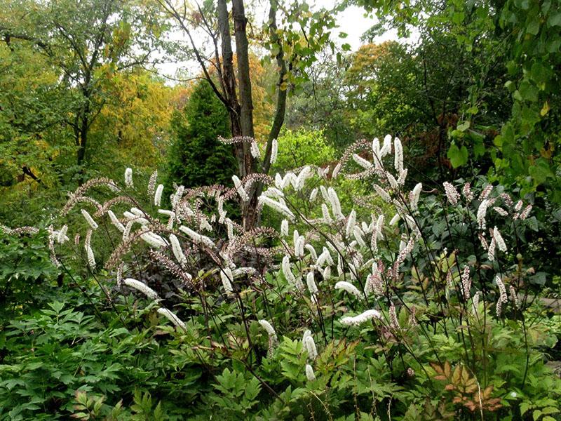 variétés d'actée à grappes noires pour un chalet d'été