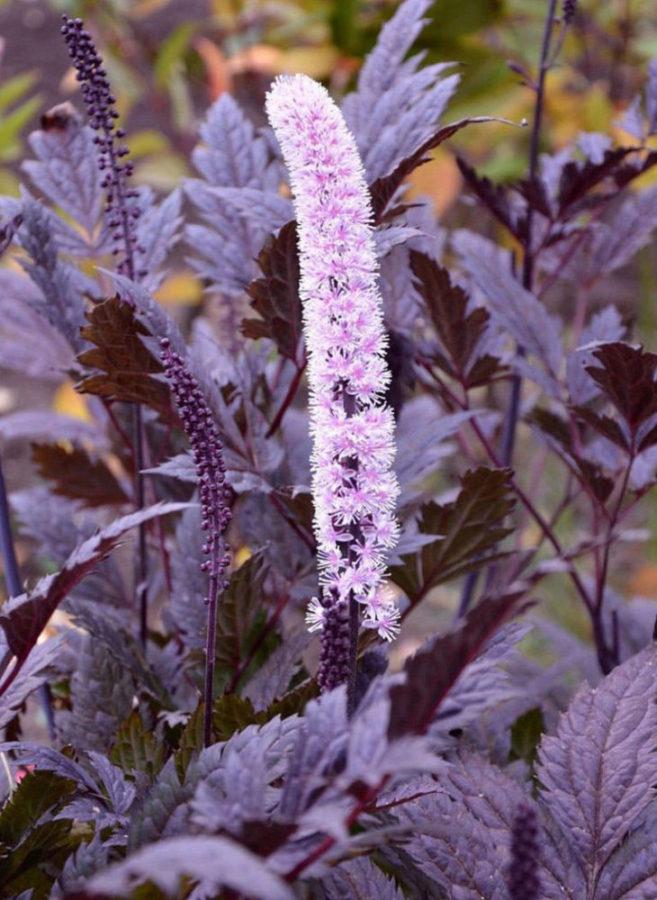 variété Atropurpurea