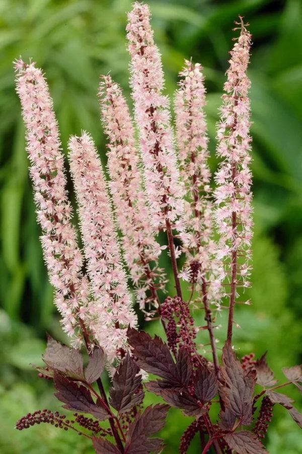 Variété Rose Spike