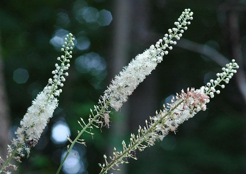 inflorescences délicates d'actée à grappes noires