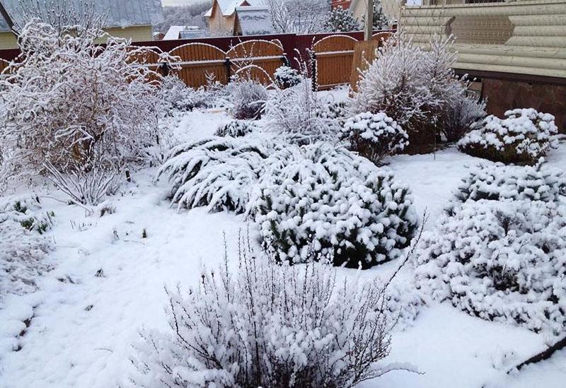 actée à grappes noires en hiver