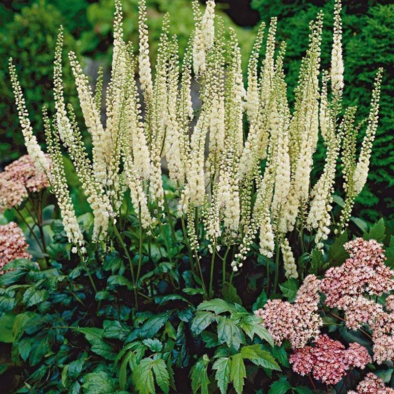 floraison luxuriante d'actée à grappes noires