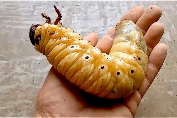 Larva del escarabajo Hércules