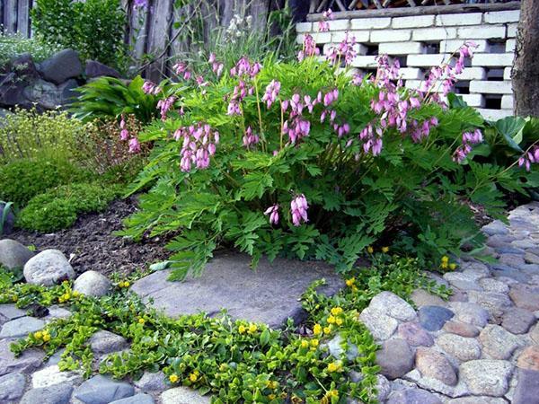 dicentre dans le jardin