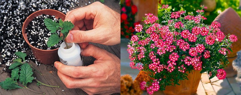 faire pousser de la verveine à partir de boutures