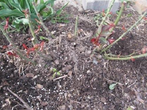 mulching rosas en primavera