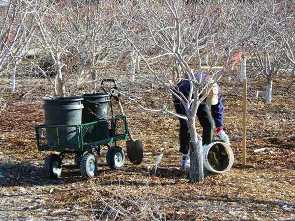 Fertilizar en primavera bajo árboles frutales.