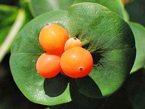 Chèvrefeuille aux fruits