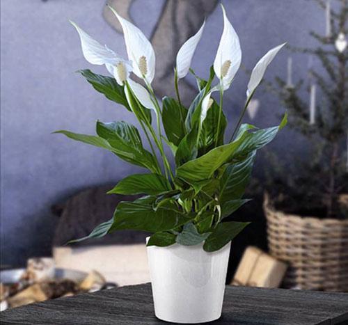 Spathiphyllum Chopin