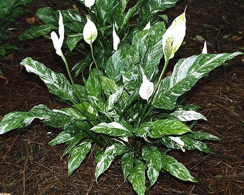 Spathiphyllum Domino