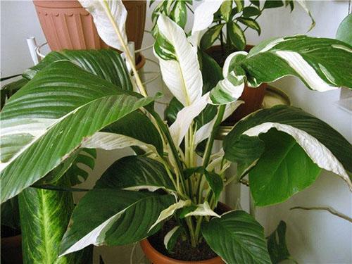 Spathiphyllum Picasso