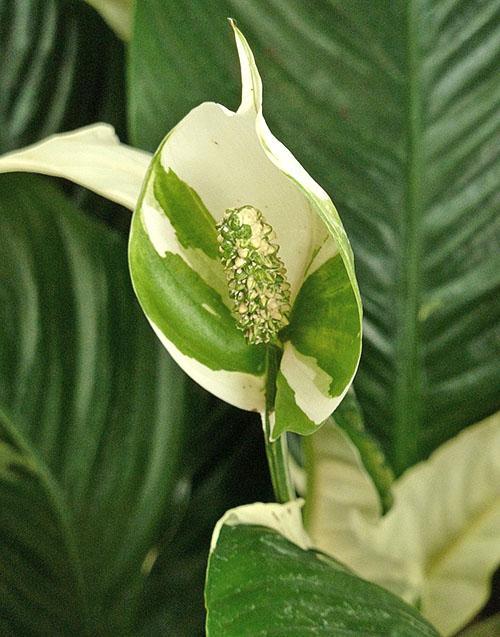 Couleur panachée de l'inflorescence de spathiphyllum