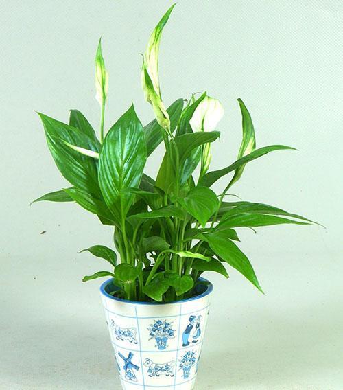 Spathiphyllum Cupido