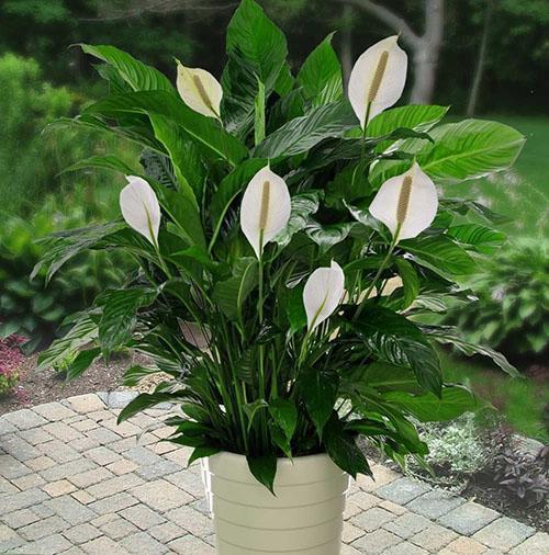 Spathiphyllum d'Alana