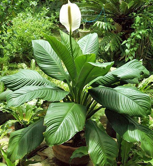 Spathiphyllum Sensation