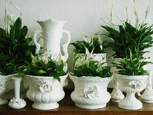 Spathiphyllum Douce Sylvia