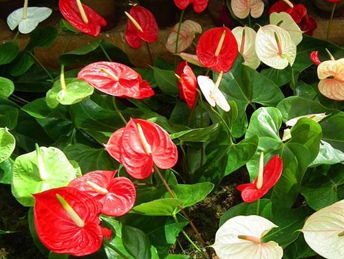 Inflorescence rouge d'anthurium