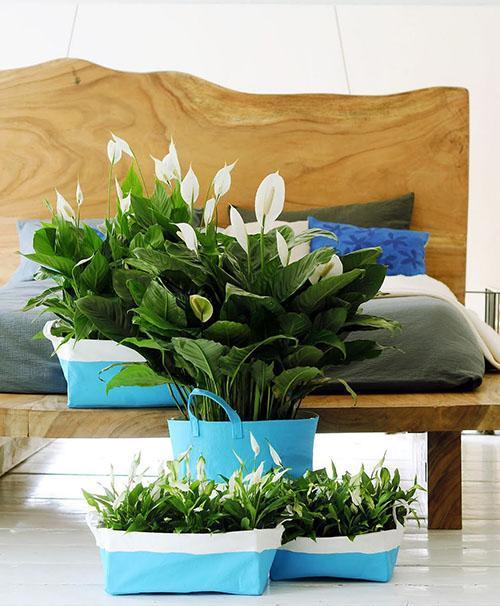 Différentes variétés de spathiphyllum à l'intérieur de la pièce