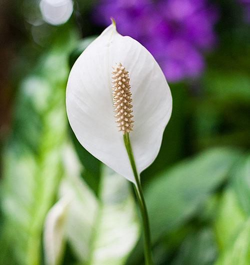 Inflorescence délicate de spathiphyllum