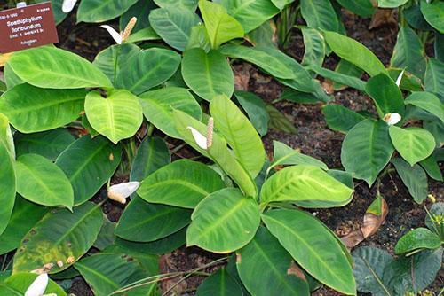 Spathiphyllum floraison abondante