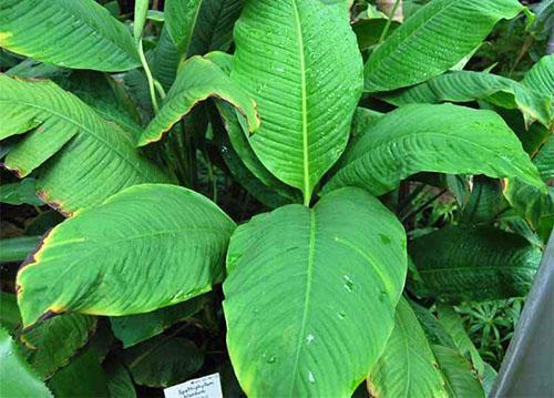 Spathiphyllum est agréable