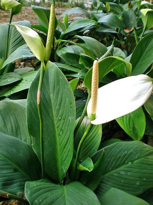 Spathiphyllum cannoli