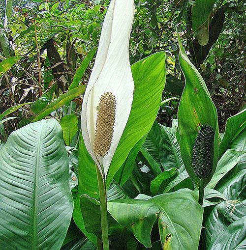 Spaliphyllum en forme de cuillère