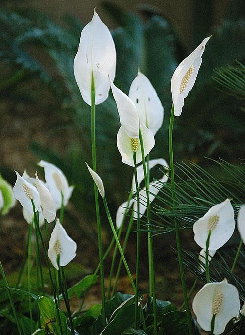 Wallis Spathiphyllum