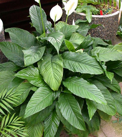 Spathiphyllum Mauna Loa