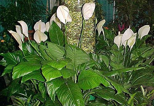 Spathiphyllum en aménagement paysager