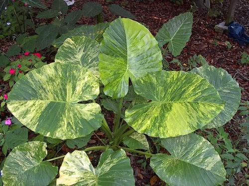 Alocasia odora Variegata