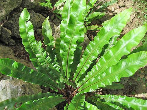 Centipède Asplenium (A. scolopendre)