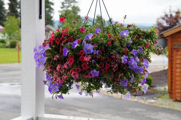 Ampel fleurs en pots