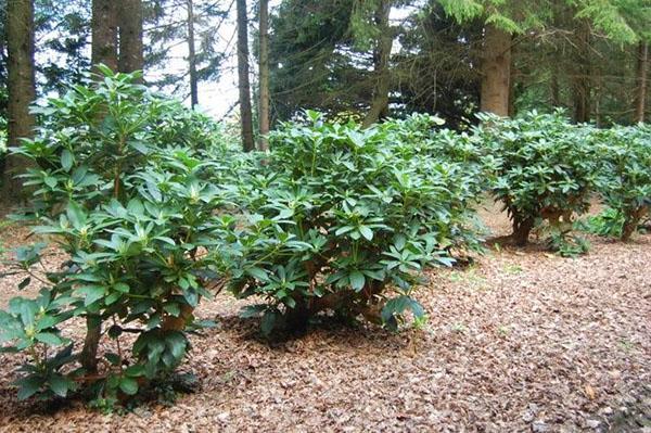 les rhododendrons poussent