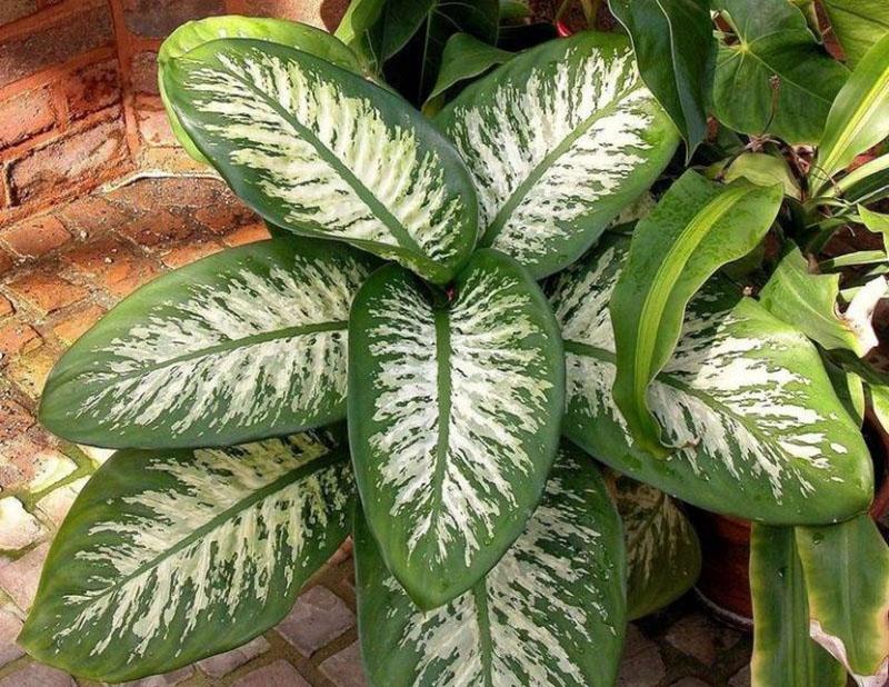 dieffenbachia